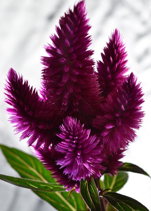 celosia-terence-davis.jpeg