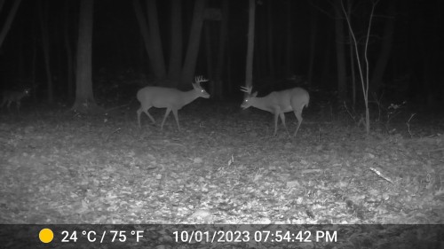 br-east-of-big-oak-buck-1.jpeg