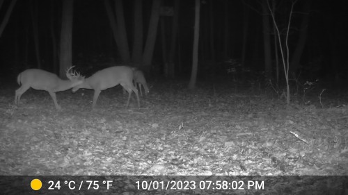 br-east-of-big-oak-buck-3.jpeg