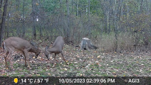 foodplot-buck-7.jpeg