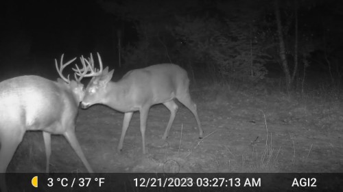 Back-yard-buck-10.jpeg