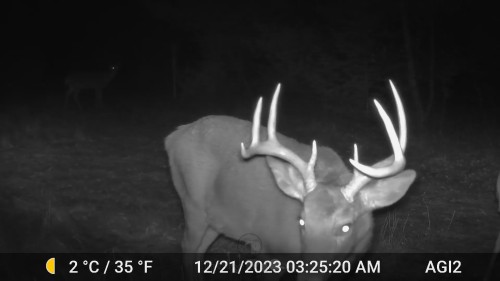 Back-yard-buck-4.jpeg