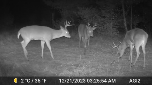 Back-yard-buck-5.jpeg