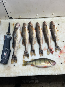 Saugers-and-a-perch-on-fish-cleaning-table.png